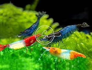 Swimming Creatures™ 10 Rili Mix Premium High Garde Süßwasser Neocaridina Aquarium Garnelen