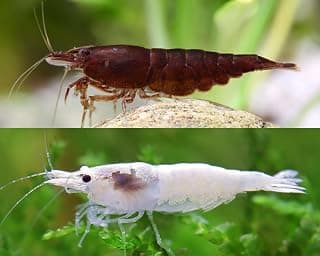 Garnelen Chocolate & Vanilla - Neocaridina Set - Schoko Sakura & Snowstorm Zwerggarnelen - Pflegeleichte & kontrastreiche Ziergarnelen für Aquarium & Aquascaping - 10+10