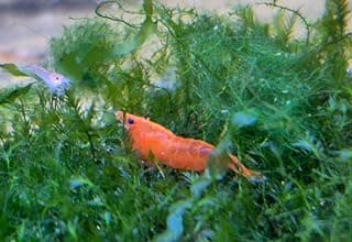 Neocaridina Zwerggarnelen – Komplette Zuchtgruppen | High Grade Selektion | Farben & Mengen nach Wahl (50, Orange Sakura)